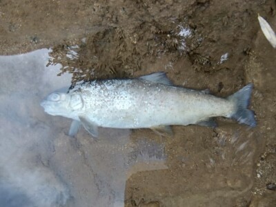 Pomor ribe u Neretvi Pomor ribe u Neretvi