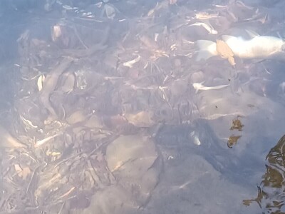 Pomor ribe u Neretvi Pomor ribe u Neretvi