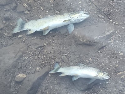 Pomor ribe u Neretvi Pomor ribe u Neretvi