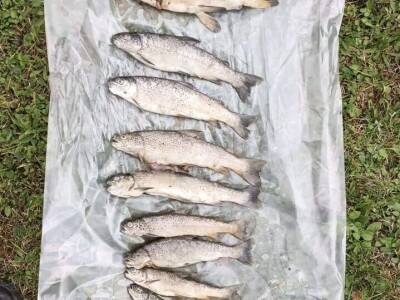 Pomor ribe u Neretvi Pomor ribe u Neretvi