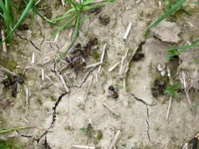 Štete po košnici oko 1000 kuna Štete po košnici oko 1000 kuna