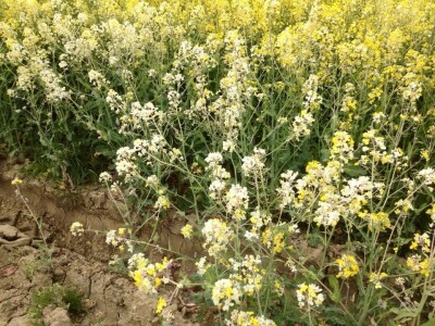 Pčelari čekaju službenu analizu pomora pčela Pčelari čekaju službenu analizu pomora pčela