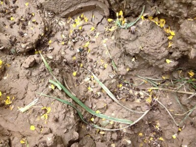 Pčelari će izgubiti med iz glavnih pčelinjih paša Pčelari će izgubiti med iz glavnih pčelinjih paša