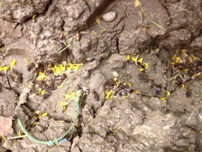 Uzročnik pomora vjerojatno neki otrovni pesticid Uzročnik pomora vjerojatno neki otrovni pesticid