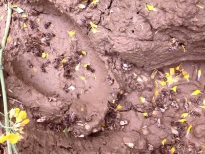 Stradale pčele sakupljačice Stradale pčele sakupljačice