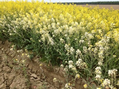 Pčelinjaci se nalaze uz usjev uljane repice Pčelinjaci se nalaze uz usjev uljane repice