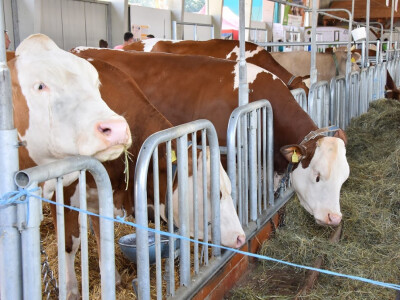 55. sajam AGRA, Gornja Radgona