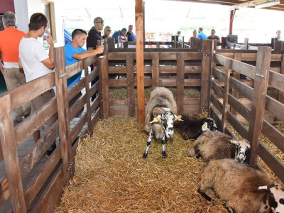 55. sajam AGRA, Gornja Radgona