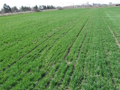 Pšenica u ranijim rokovima setve