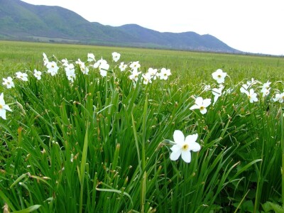 Ponjavica i Mali vršački rit