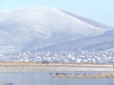 Ponjavica i Mali vršački rit