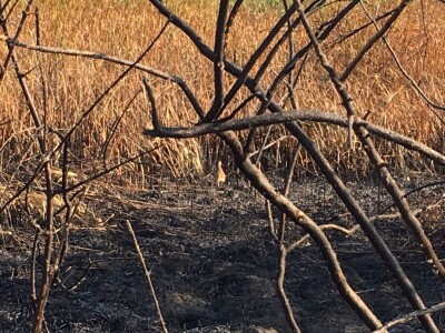 Ponjavica i Mali vršački rit