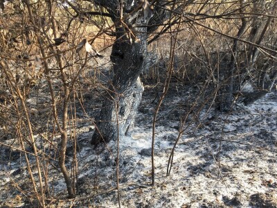 Ponjavica i Mali vršački rit