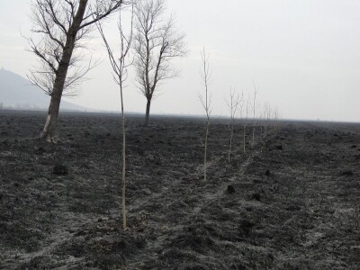 Ponjavica i Mali vršački rit