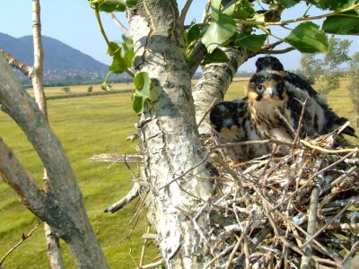 Ponjavica i Mali vršački rit