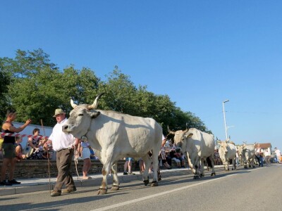 Smotra istarskih volova