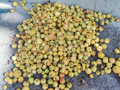 Popis poljoprivrede u BiH