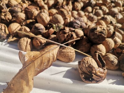 Popis poljoprivrede u BiH