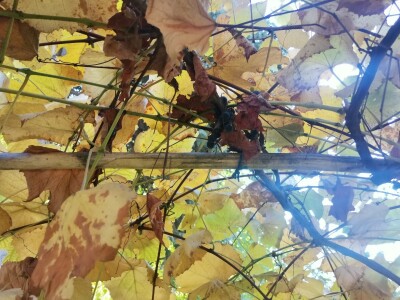 Popis poljoprivrede u BiH