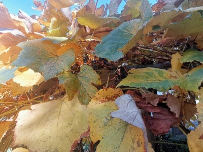 Popis poljoprivrede u BiH