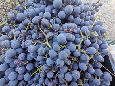 Popis poljoprivrede u BiH