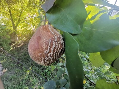 Popis poljoprivrede u BiH