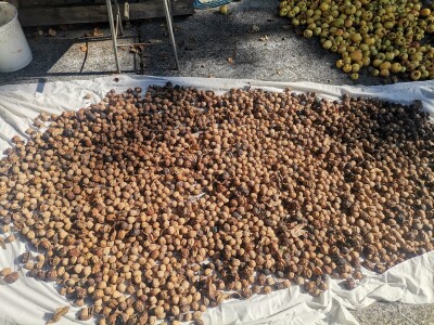 Popis poljoprivrede u BiH