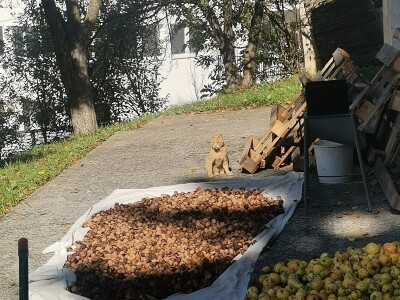 Popis poljoprivrede u BiH