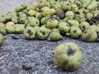 Popis poljoprivrede u BiH