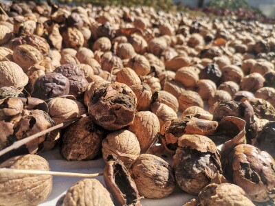 Popis poljoprivrede u BiH