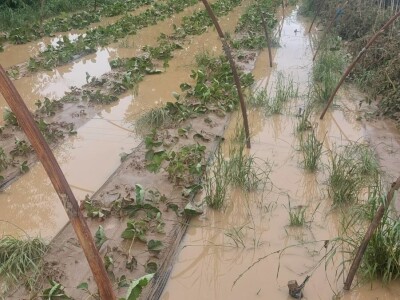 Poplave uništile zasade jagoda u Čeliću Poplave uništile zasade jagoda u Čeliću