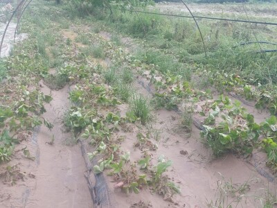 Poplave uništile zasade jagoda u Čeliću Poplave uništile zasade jagoda u Čeliću