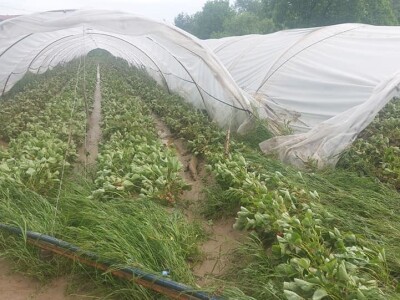 Poplave uništile zasade jagoda u Čeliću Poplave uništile zasade jagoda u Čeliću