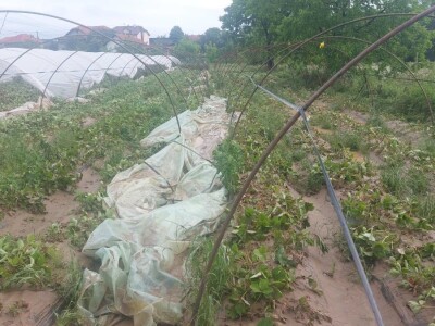 Poplave uništile zasade jagoda u Čeliću Poplave uništile zasade jagoda u Čeliću