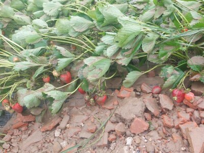 Poplave uništile zasade jagoda u Čeliću Poplave uništile zasade jagoda u Čeliću