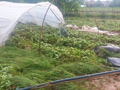 Poplave uništile zasade jagoda u Čeliću Poplave uništile zasade jagoda u Čeliću