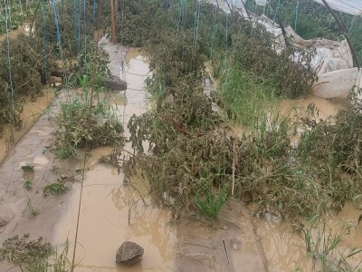 Poplave uništile zasade jagoda u Čeliću Poplave uništile zasade jagoda u Čeliću