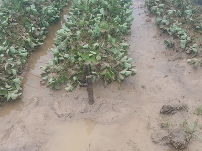 Poplave uništile zasade jagoda u Čeliću Poplave uništile zasade jagoda u Čeliću