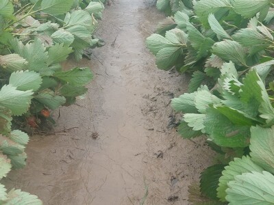 Poplave uništile zasade jagoda u Čeliću Poplave uništile zasade jagoda u Čeliću