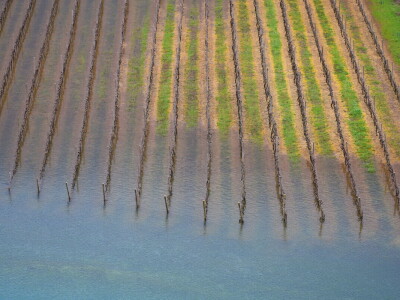 Poplavljeni vinogradi i voćnjaci u vrgoračkom polju.