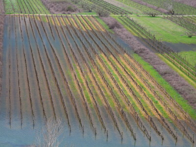 Poplavljeni vinogradi i voćnjaci u vrgoračkom polju.