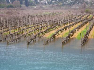 Poplavljeni vinogradi i voćnjaci u vrgoračkom polju.