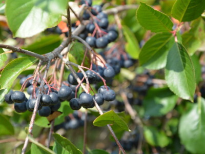 Poljoprivredno gazdinstvo „Aronija- Popović“ iz Banjaluke Poljoprivredno gazdinstvo „Aronija- Popović“ iz Banjaluke