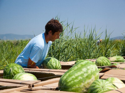 Snažne ruke popuste dok krcaju krupne, teške sočne neretvanske lubenice Snažne ruke popuste dok krcaju krupne, teške sočne neretvanske lubenice