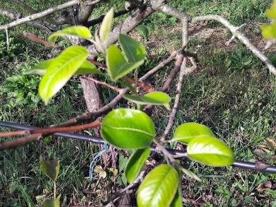 Poranila vegetacija