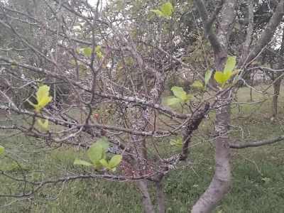 Poranila vegetacija