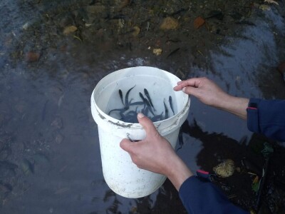 Poribljavanje rijeke Vrbas i njene pritoke Voljišnice