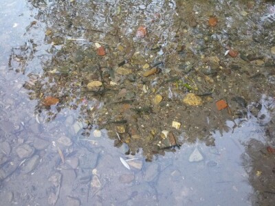 Poribljavanje rijeke Vrbas i njene pritoke Voljišnice