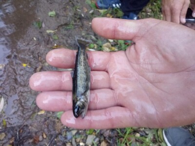 Poribljavanje rijeke Vrbas i njene pritoke Voljišnice