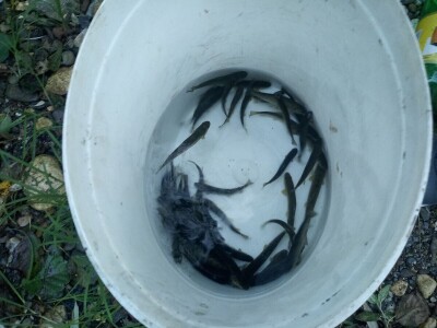 Poribljavanje rijeke Vrbas i njene pritoke Voljišnice